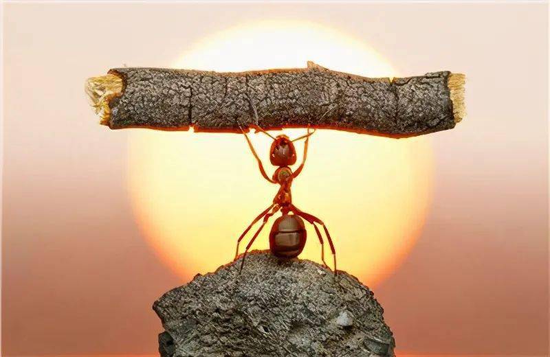 蚂蚁上树正确姿势图片