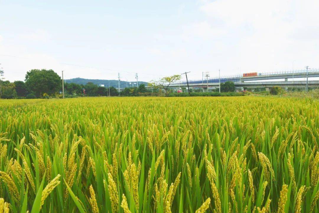 稻谷黄秋收忙柴桥百亩稻田奏响丰收曲