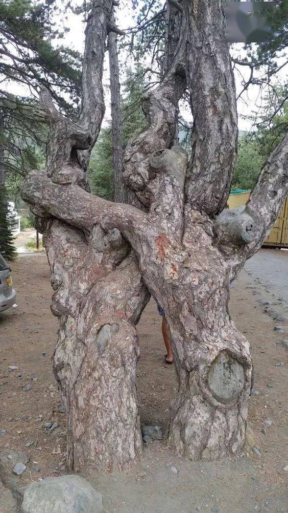 难得一见情人树,从未看过的美丽!忍不住发给你看看