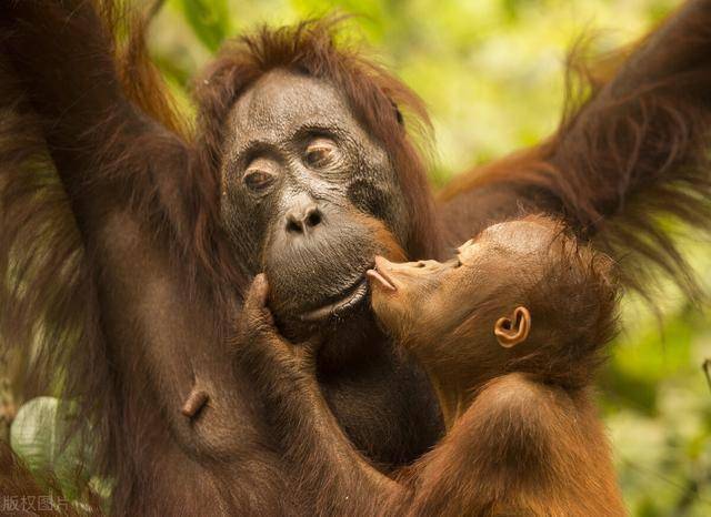 英国摄影师捕捉有爱一幕小猩猩亲吻母亲网友太有爱了