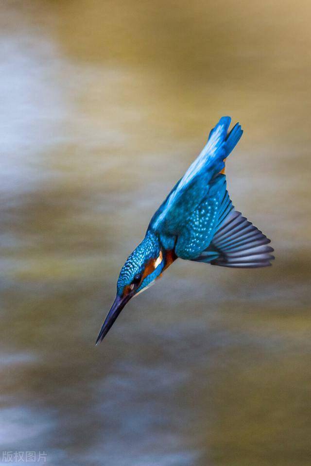 摄影师抓拍翠鸟入水捕鱼瞬间稳准狠网友令人惊叹