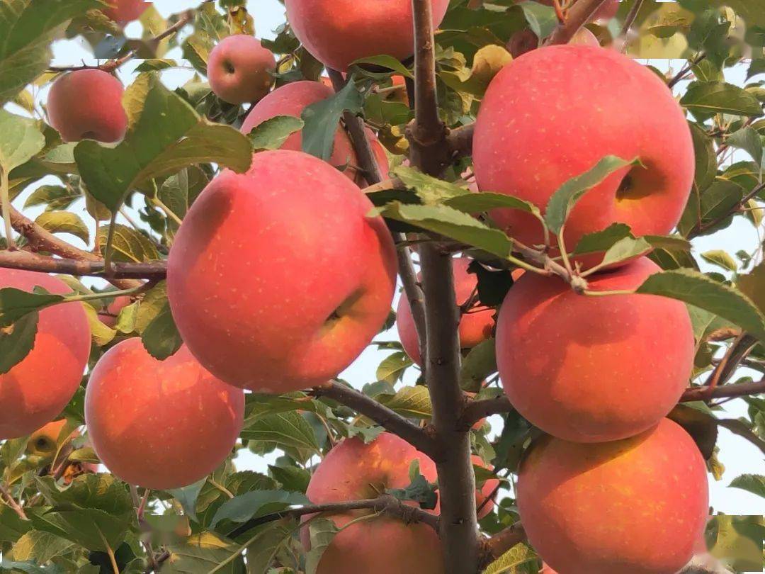 太行山浆水苹果第五期团购!