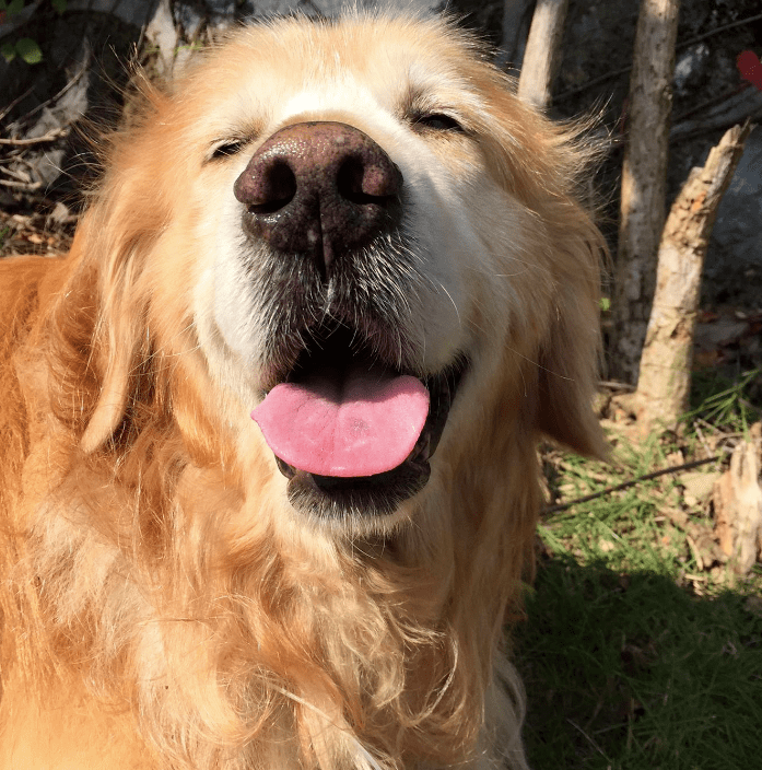 萌宠14岁老金毛越活越年轻铲屎官我其实有养狗的诀窍