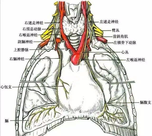 2.膈神经运动纤维支配膈肌的运动.1.