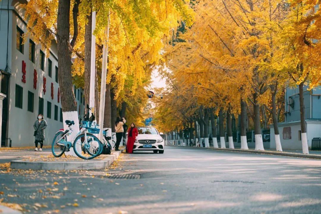 美翻了淄博这条藏在城市深处的小道你去过了吗