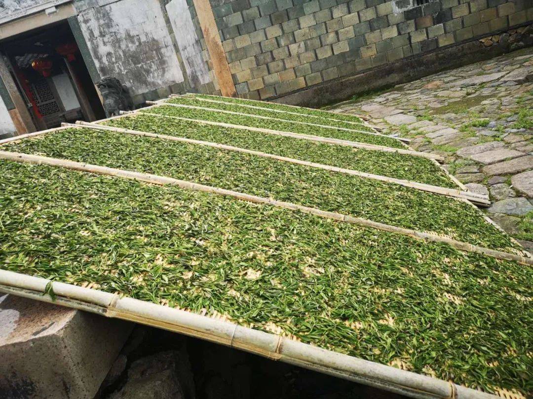 茶问白茶为什么在六大茶类中最特殊