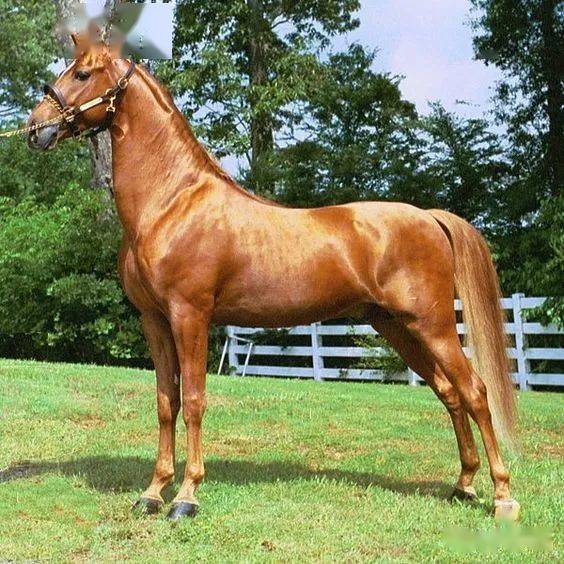 秀场上的闪耀之星美国鞍马