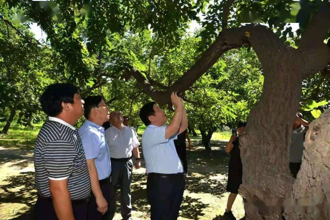 李玉院士包海鹰教授关于夏津桑黄的本草考证