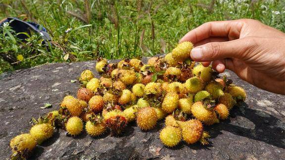 农村大山里的刺梨子,酸甜可口,晒干泡酒不错