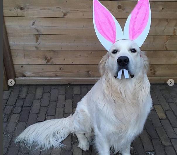 给你加大暖汪带上萌萌的兔子耳朵,会不会萌化你.