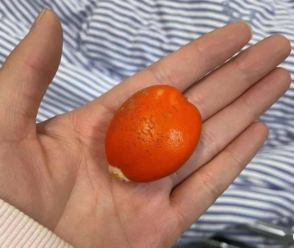 常熟一小区的铁树又开花又结果"铁树开花,哑巴说话"俗话说"凤凰蛋"?