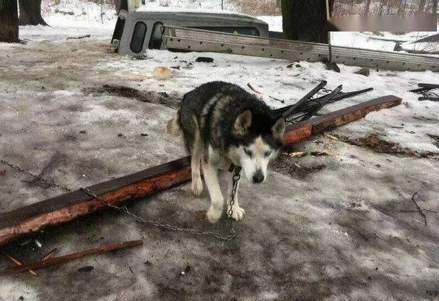 萌宠15岁哈士奇被拴在雪地毛发结冰还得了肿瘤绝望之际他们来了