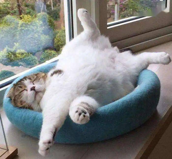 这是我见过睡姿最奇葩的猫!最后一个简直不忍直视_猫咪