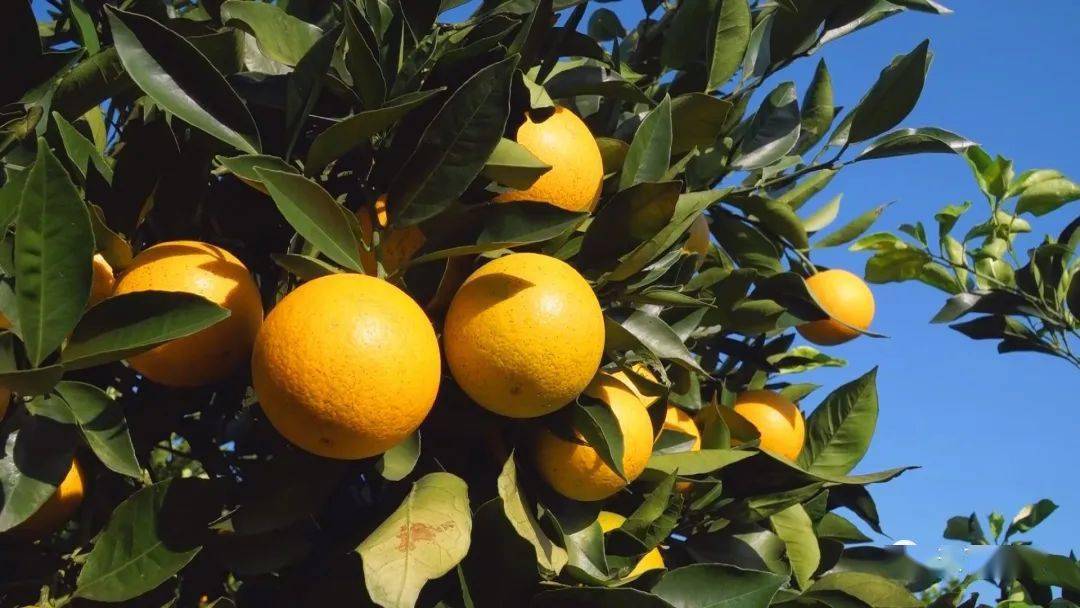 秋高气爽柑橘香游客与它全橙热恋