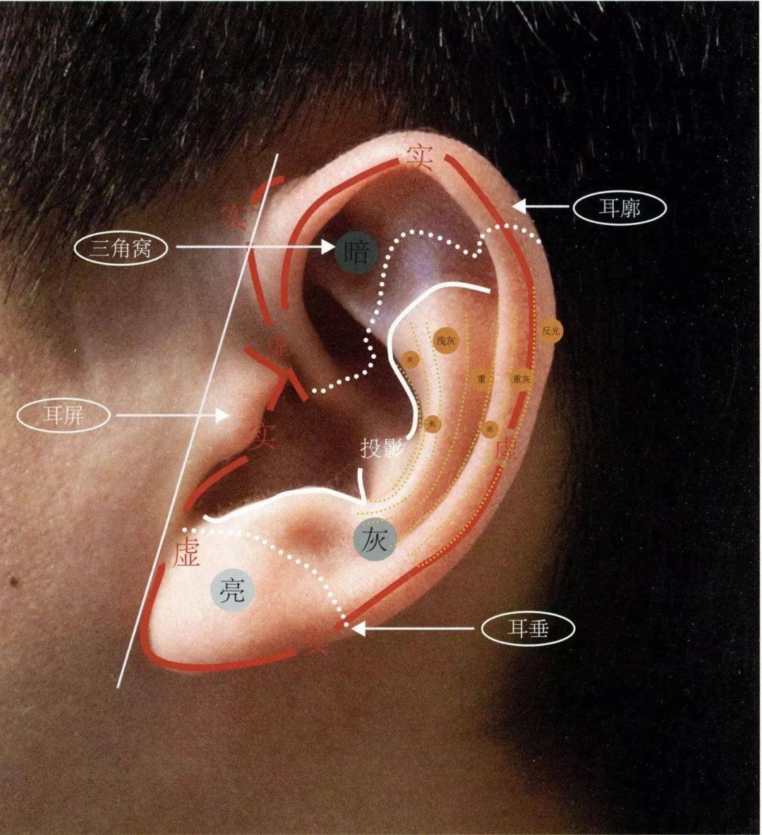 耳根位置图解图片