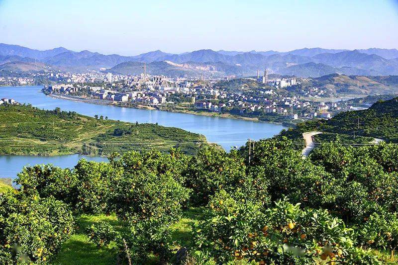 大江口镇莲花村:桔子红了桔子香 桔子带我们奔小康