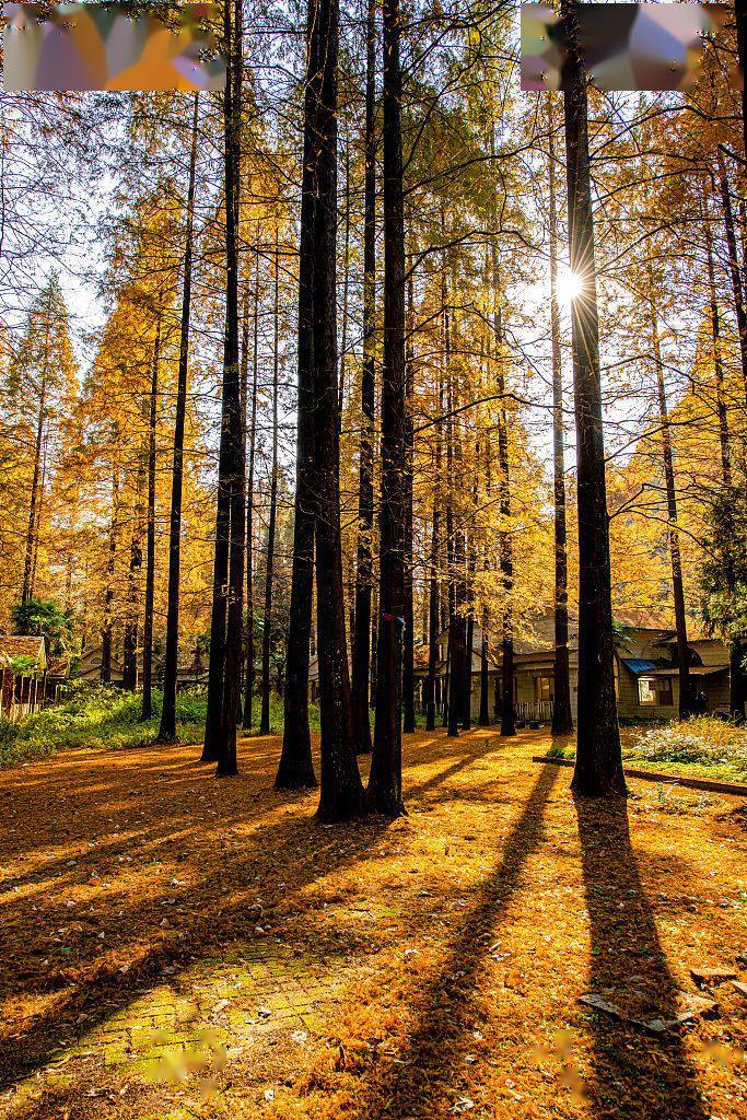 四川广安初冬水杉林迎来最佳观赏期