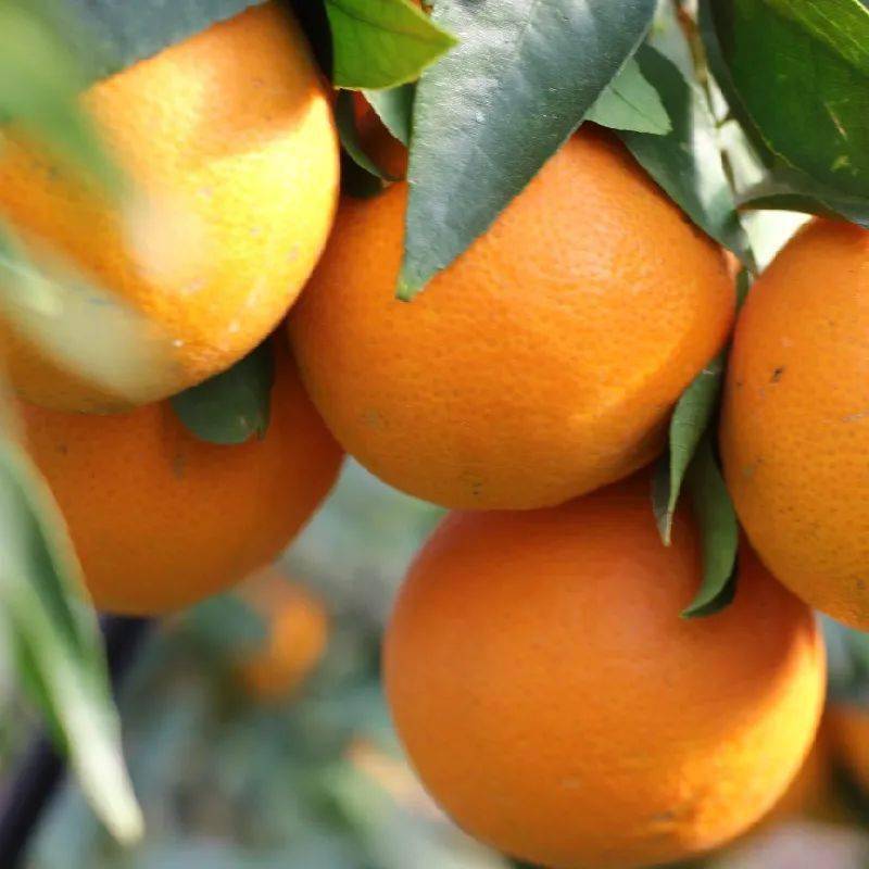 品味城南红美人柚美人邀你来品鉴