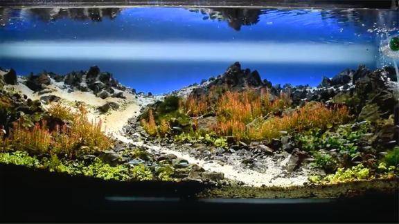 好的鱼缸造景就是一场视觉盛宴不同的灯光下展现出不同的意境