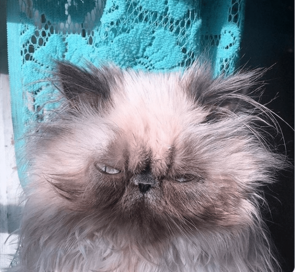 丑萌猫咪来袭新一届喵星人丑照比赛开始了