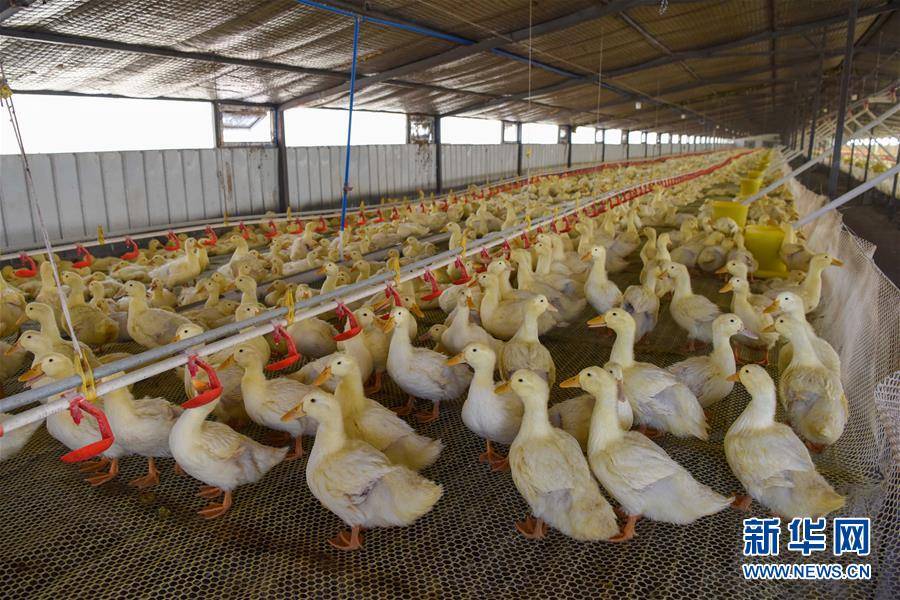 这是洛浦县奋斗家禽养殖农民专业合作社鸭舍一角(11月2日摄.