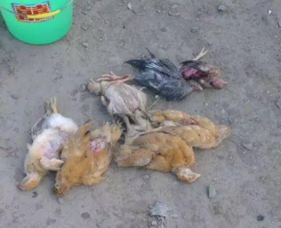 借了条阿拉斯加来抓偷鸡吃的黄鼠狼,最后黄鼠狼是抓到了,只是