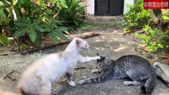 猫咪按头杀这招太厉害了对方一动不敢动这是在传教呢吗