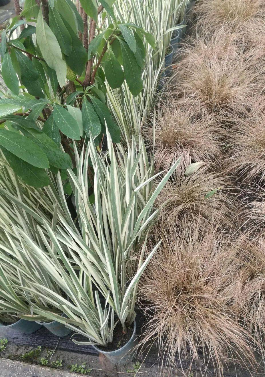 花叶芒/古铜苔草澳洲朱蕉/粉边亚麻矾根/白子莲佛甲草/芙蓉菊花叶络石