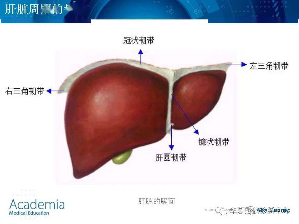 肝脏的基本解剖及分段