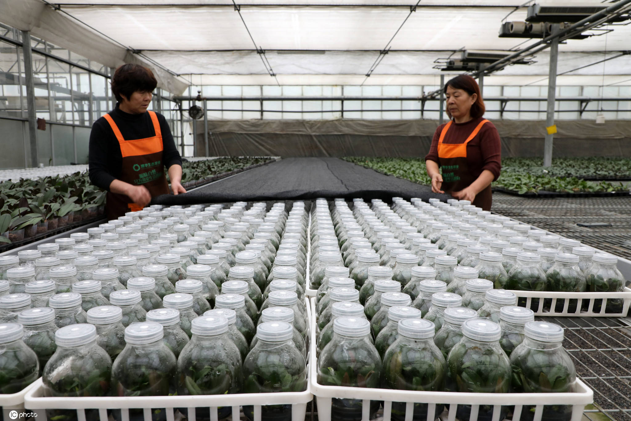 山东滨州现代生物技术助推农业转型升级