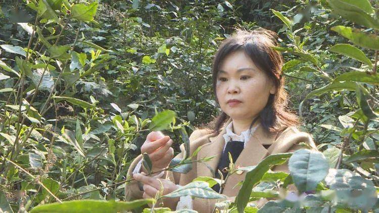 【决战脱贫攻坚·扶贫日记】陈俊英:朱家桥村的"茶"书记