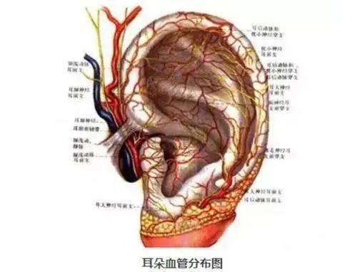 兔子耳朵动静脉图解图片