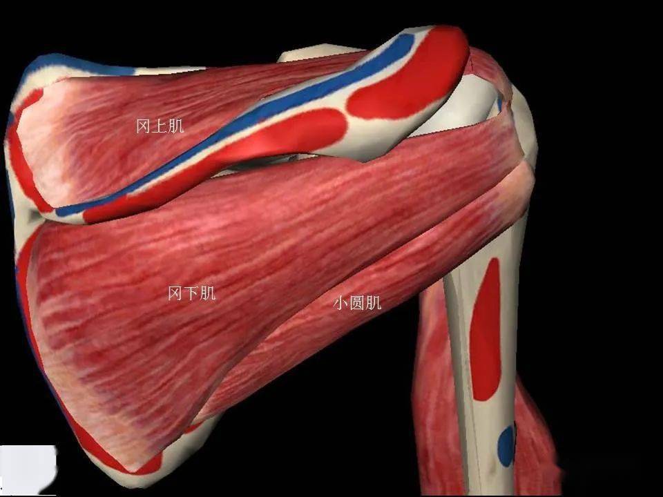 肩关节mri解剖肩袖损伤诊断技巧