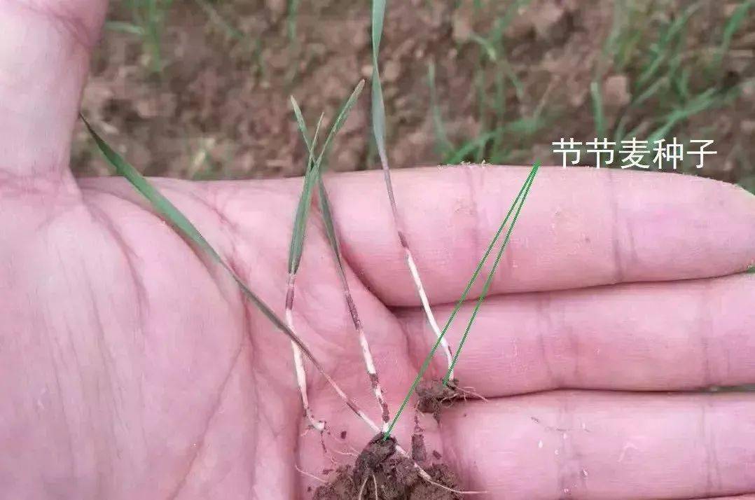 小麦田要除好恶性杂草节节麦,学会识别,抓好冬前防治很关键!