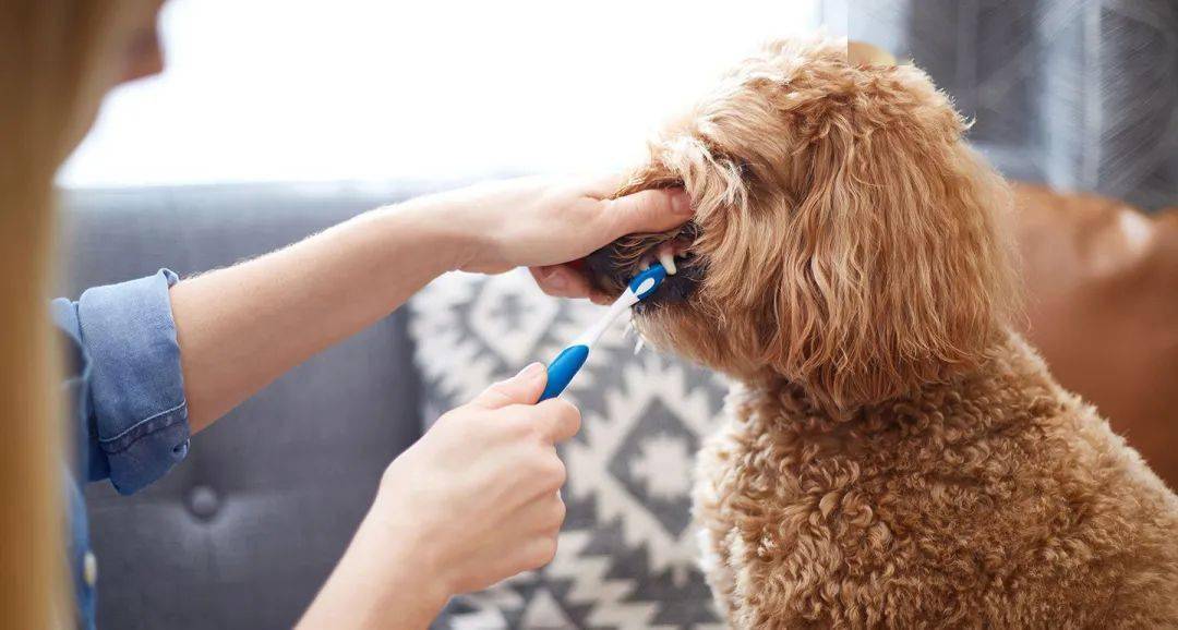 健康企业头部纷纷布局的宠物护理是一个怎样的市场