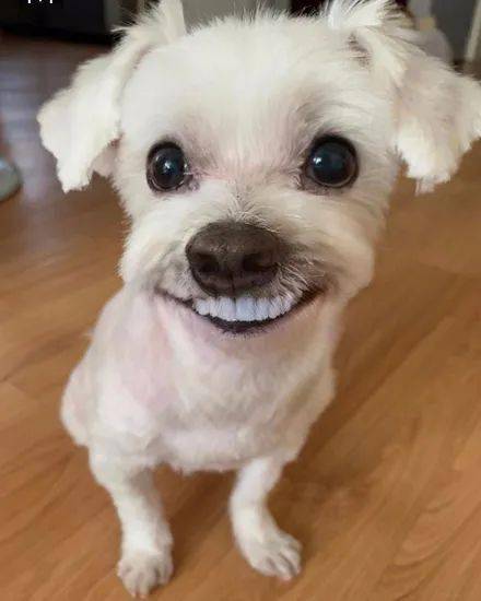 网友给狗子p上一副假牙,它的笑容立马变得很魔性,笑喷!