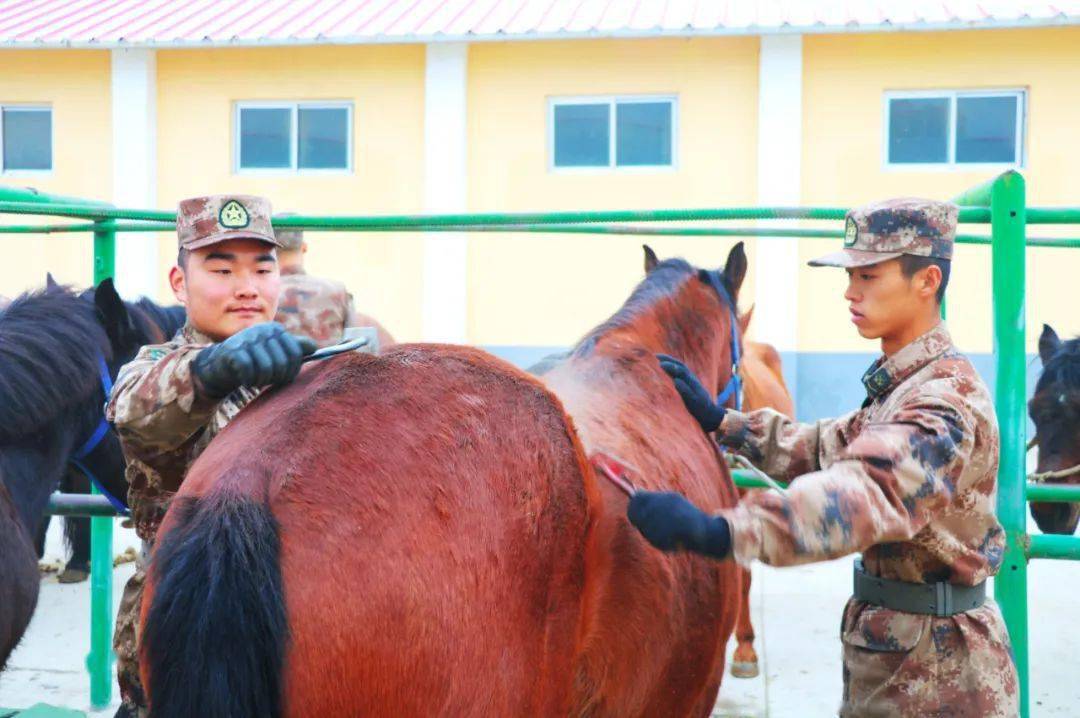 官兵们给军马刮毛