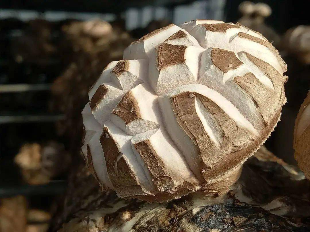 手一摁就破碎的,品质不好;若菌盖表面色深黏滑,菌褶有褐斑则不宜食用