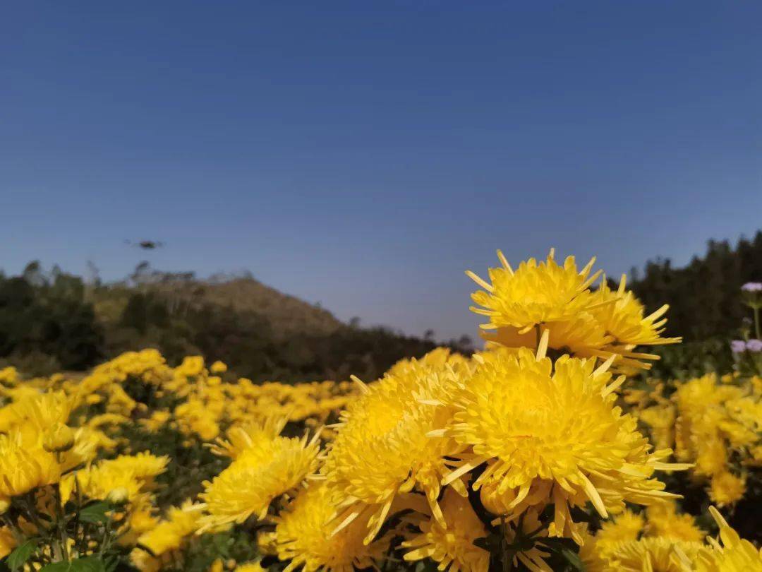 龙川佗城镇东瑶村扶贫菊迎丰收致富花有钱景