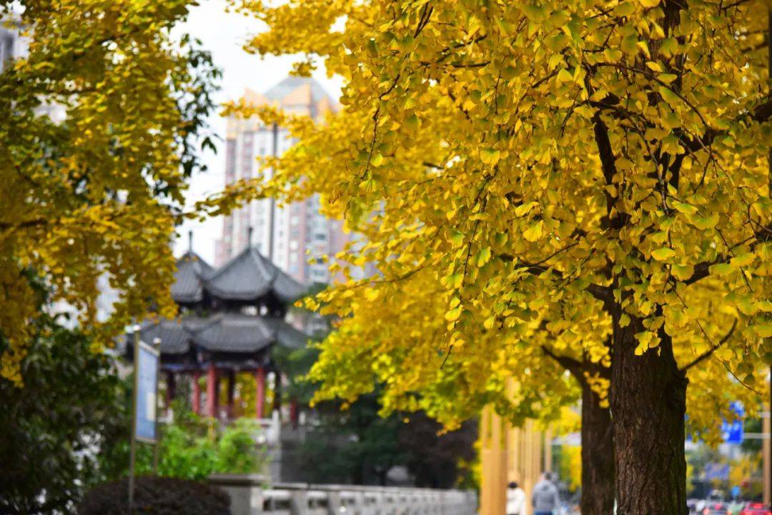 亭的银杏大道就吸引了大批游人在树下游玩观赏@xiangxiang507和喜欢的