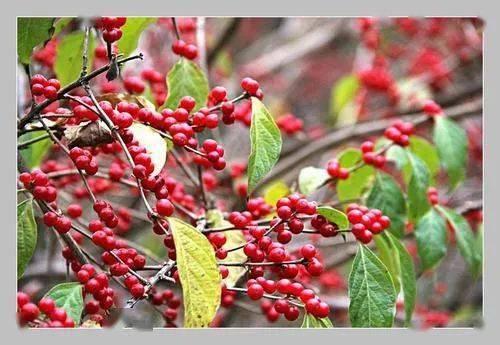 金银木对生长环境有什么要求呢?