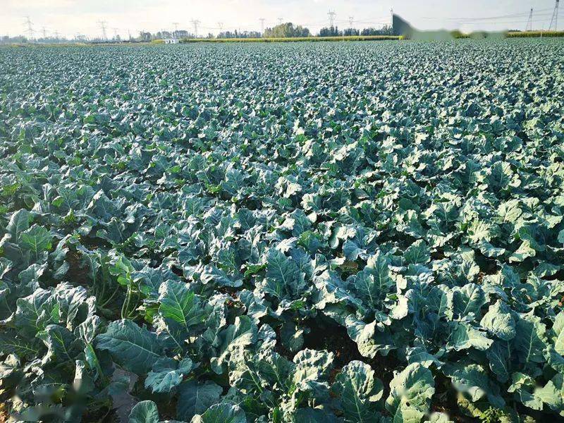 回眸十三五品质杠杠的永昌蔬菜远销北上广