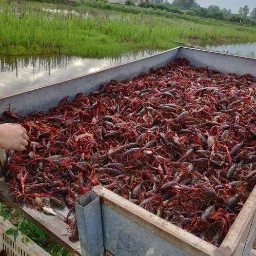 小龙虾养殖过程中需要掌握的养殖技巧多久放一次龙虾苗