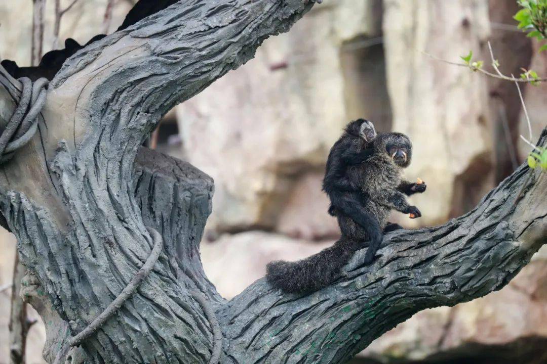 白面僧面猴引发众人围观