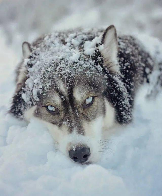 下雪天一定要看好哈士奇要不然后果不堪设想