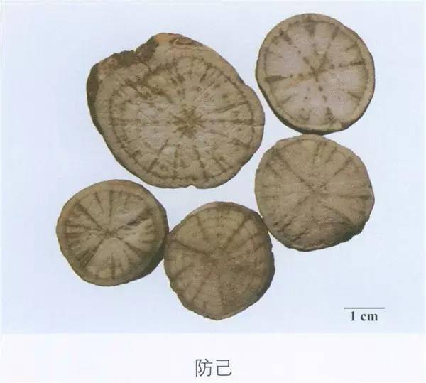 汉防己,粉寸己,解离,石解,石蟾蜍别名本品为防己科植物粉防己