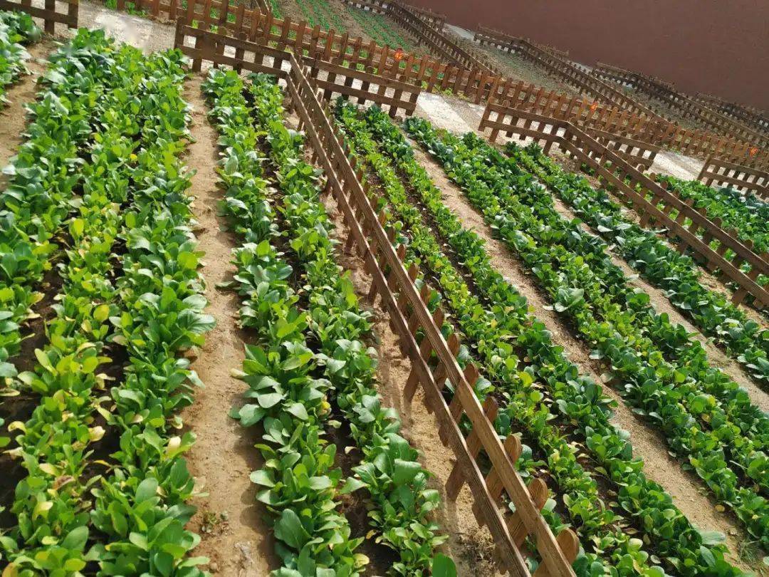 这就是现实版的开心农场