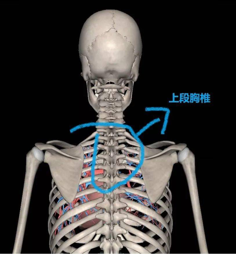 上段胸椎(t1