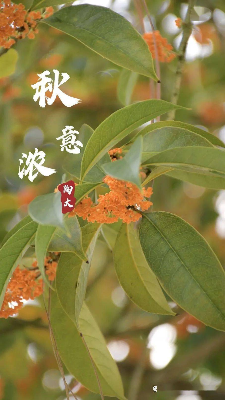 视觉陶大送给你陶大的整个秋天