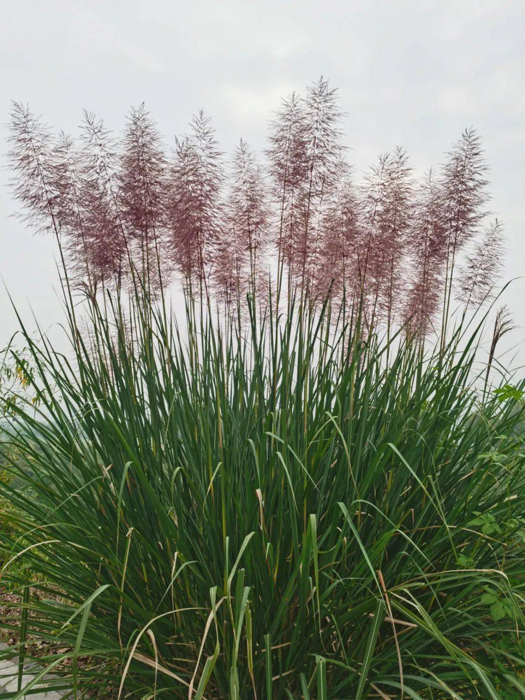 巴茅草介绍图片